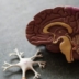 Gehirntraining-App – So können Sie sie herunterladen und installieren