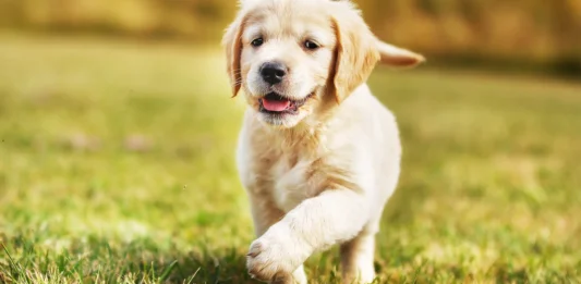 Adestrar cachorro – Aprenda a ensinar seu cachorro com esse app